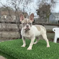 BluEyes, a male French Bulldog for sale in Los Angeles, CA – Photo 2 of 6