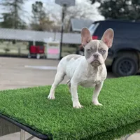 BluEyes, a male French Bulldog for sale in Los Angeles, CA – Photo 1 of 6