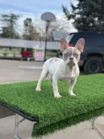 processed/111d46be-a8b5-48d7-ad7a-b7d9493e4b09/listing/a21185d3-a64d-4cf1-9fde-e6d58b76d065/64d1e953-c8e7-403e-bd01-17bf007be5d0