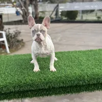 BluEyes, a male French Bulldog for sale in Los Angeles, CA – Photo 5 of 6