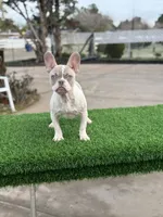 processed/111d46be-a8b5-48d7-ad7a-b7d9493e4b09/listing/a21185d3-a64d-4cf1-9fde-e6d58b76d065/6af37ab2-4d1b-46ac-b65d-b042f7b081bb