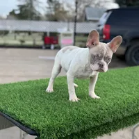 BluEyes, a male French Bulldog for sale in Los Angeles, CA – Photo 3 of 6