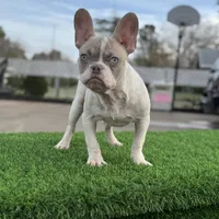 BluEyes, a male French Bulldog for sale in Los Angeles, CA – Photo 6 of 6