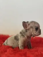 Dolly, a female French Bulldog for sale in Los Angeles, CA – 4 of 7