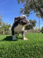 Sully, a male English Bulldog for sale in Los Angeles, CA – 4 of 5
