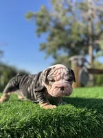 ROLLZ, a female English Bulldog for sale in Los Angeles, CA – 4 of 10