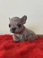 Dolly, a female French Bulldog for sale in Los Angeles, CA – 6 of 7