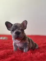 Spots , a female French Bulldog for sale in Los Angeles, CA – 5 of 7