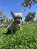 Caramel, a male French Bulldog for sale in Los Angeles, CA – 5 of 7