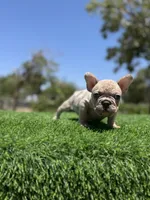 Thor, a male French Bulldog for sale in Los Angeles, CA – 6 of 7