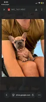 Goliath , a male French Bulldog for sale in Los Angeles, CA – 4 of 9