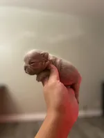 Isabella Frenchies, a female French Bulldog for sale in Los Angeles, CA – Photo 5 of 6