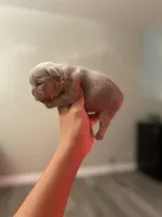 Isabella Frenchies, a female French Bulldog for sale in Los Angeles, CA – Photo 4 of 6