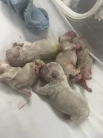 Isabella Frenchies, a female French Bulldog for sale in Los Angeles, CA – Photo 2 of 6