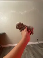 Isabella Frenchies, a female French Bulldog for sale in Los Angeles, CA – Photo 6 of 6