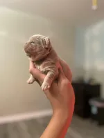 Isabella Frenchies, a female French Bulldog for sale in Los Angeles, CA – Photo 3 of 6