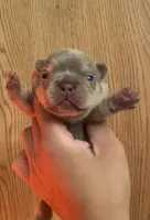 Isabella Frenchies, a female French Bulldog for sale in Los Angeles, CA – Photo 1 of 6