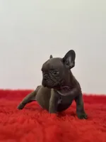 Bingo, a male French Bulldog for sale in Los Angeles, CA – 4 of 8