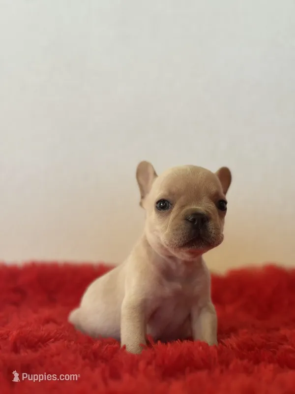 Frosty – French Bulldog puppy for sale in Los Angeles, CA