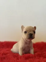 Frosty, a male French Bulldog for sale in Los Angeles, CA – 2 of 5