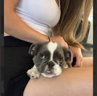 Sully, a male English Bulldog for sale in Los Angeles, CA – 6 of 7