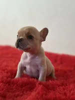 Frosty, a male French Bulldog for sale in Los Angeles, CA – 4 of 5