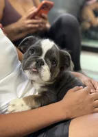 Sully, a male English Bulldog for sale in Los Angeles, CA – 5 of 7