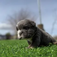 Minnie , a female English Bulldog for sale in Los Angeles, CA – Photo 1 of 10