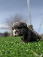 Minnie , a female English Bulldog for sale in Los Angeles, CA – Photo 1 of 10