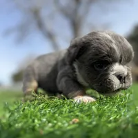 Minnie , a female English Bulldog for sale in Los Angeles, CA – Photo 3 of 10
