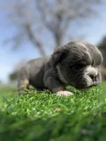 Minnie , a female English Bulldog for sale in Los Angeles, CA – Photo 3 of 10