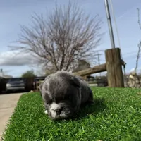 Minnie , a female English Bulldog for sale in Los Angeles, CA – Photo 8 of 10