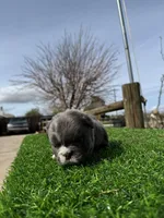 Minnie , a female English Bulldog for sale in Los Angeles, CA – Photo 8 of 10