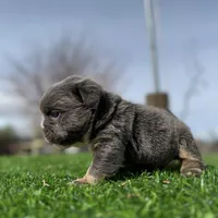 Minnie , a female English Bulldog for sale in Los Angeles, CA – Photo 6 of 10