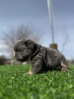 Minnie , a female English Bulldog for sale in Los Angeles, CA – Photo 6 of 10