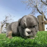 Minnie , a female English Bulldog for sale in Los Angeles, CA – Photo 7 of 10