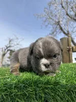 Minnie , a female English Bulldog for sale in Los Angeles, CA – Photo 7 of 10