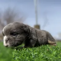 Minnie , a female English Bulldog for sale in Los Angeles, CA – Photo 2 of 10