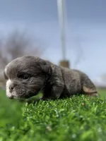 Minnie , a female English Bulldog for sale in Los Angeles, CA – Photo 2 of 10