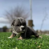 Minnie , a female English Bulldog for sale in Los Angeles, CA – Photo 4 of 10