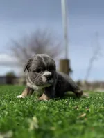 Minnie , a female English Bulldog for sale in Los Angeles, CA – Photo 4 of 10