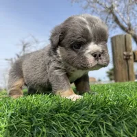 Minnie , a female English Bulldog for sale in Los Angeles, CA – Photo 10 of 10