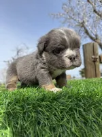 Minnie , a female English Bulldog for sale in Los Angeles, CA – Photo 10 of 10
