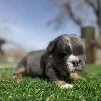 Minnie , a female English Bulldog for sale in Los Angeles, CA – Photo 5 of 10