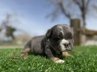 Minnie , a female English Bulldog for sale in Los Angeles, CA – Photo 5 of 10