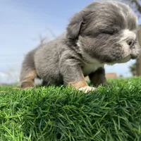 Minnie , a female English Bulldog for sale in Los Angeles, CA – Photo 9 of 10