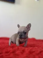 Cruella, a female French Bulldog for sale in Los Angeles, CA – 1 of 4
