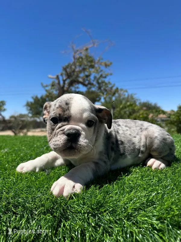 Marx – English Bulldog puppy for sale in Los Angeles, CA