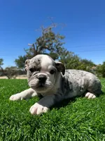 Marx, a male English Bulldog for sale in Los Angeles, CA – 1 of 4