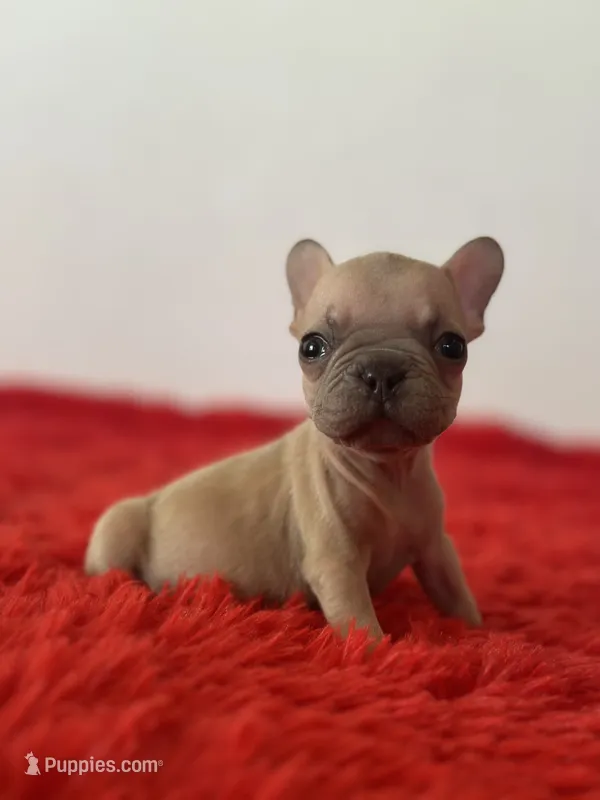 Yoda – French Bulldog puppy for sale in Los Angeles, CA